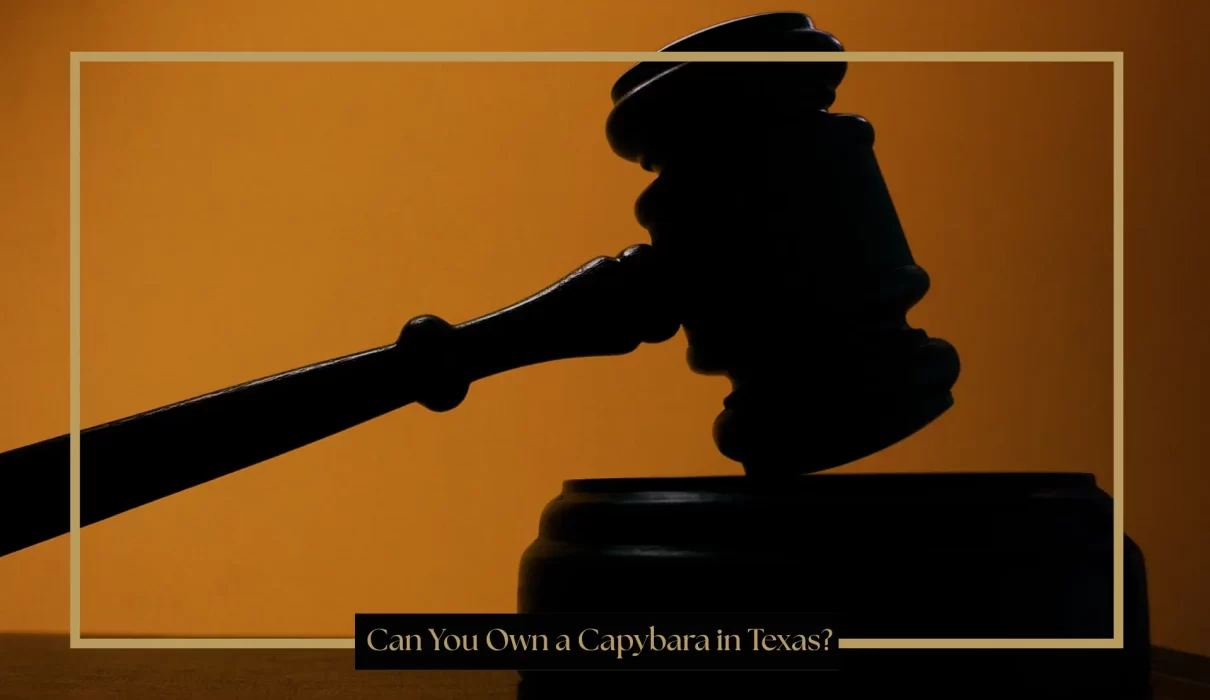 Can You Own a Capybara in Texas