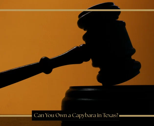 Can You Own a Capybara in Texas